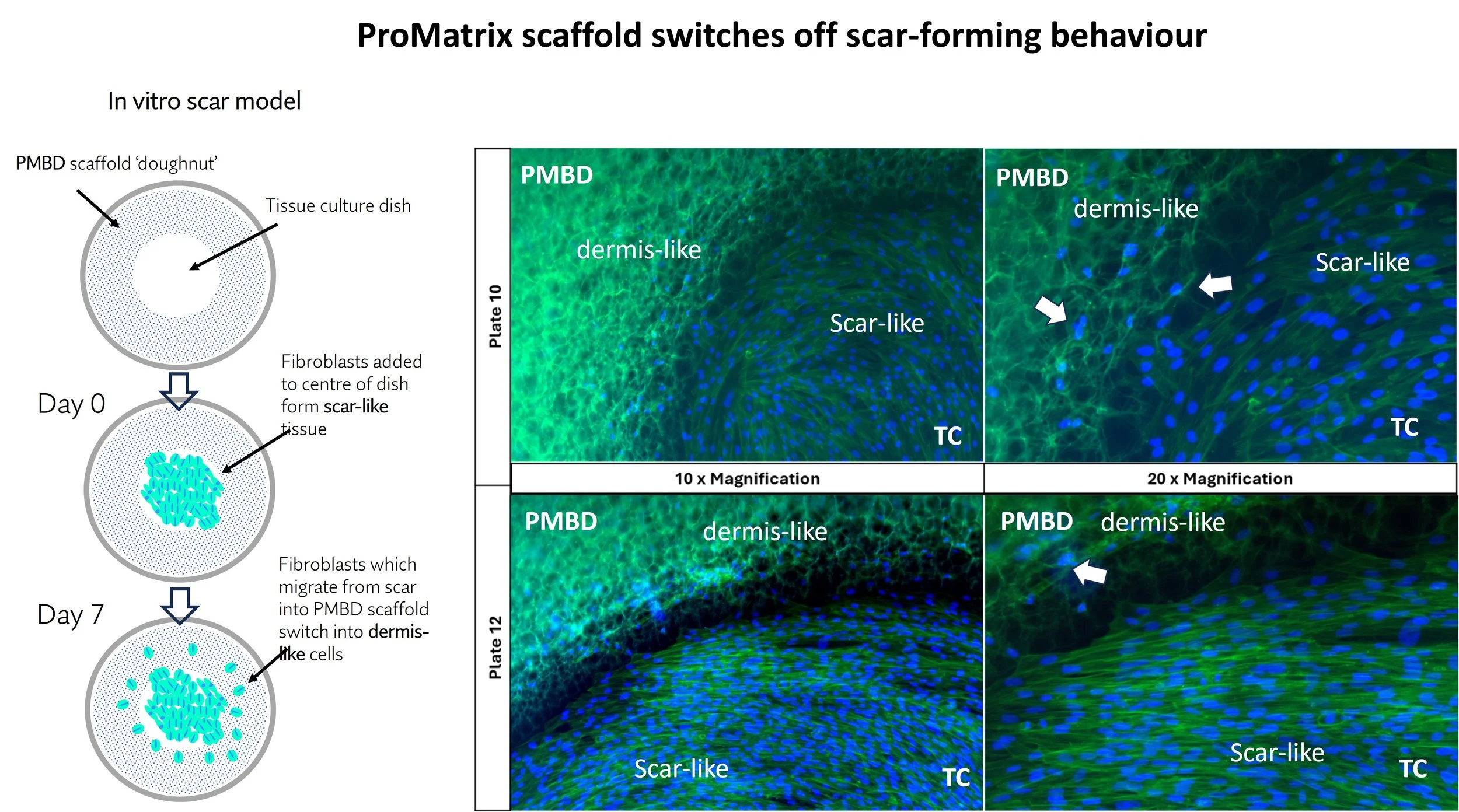 Scar model In_vitro human dermal fibroblast non-scar phenotype switch in ProMatrix_BioDerm