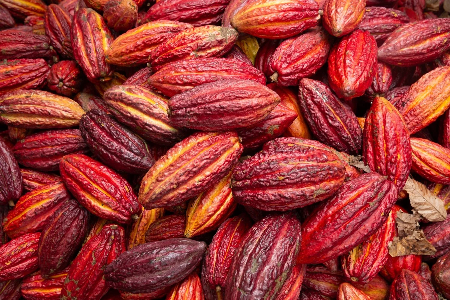 FAZENDA LEALDADE
