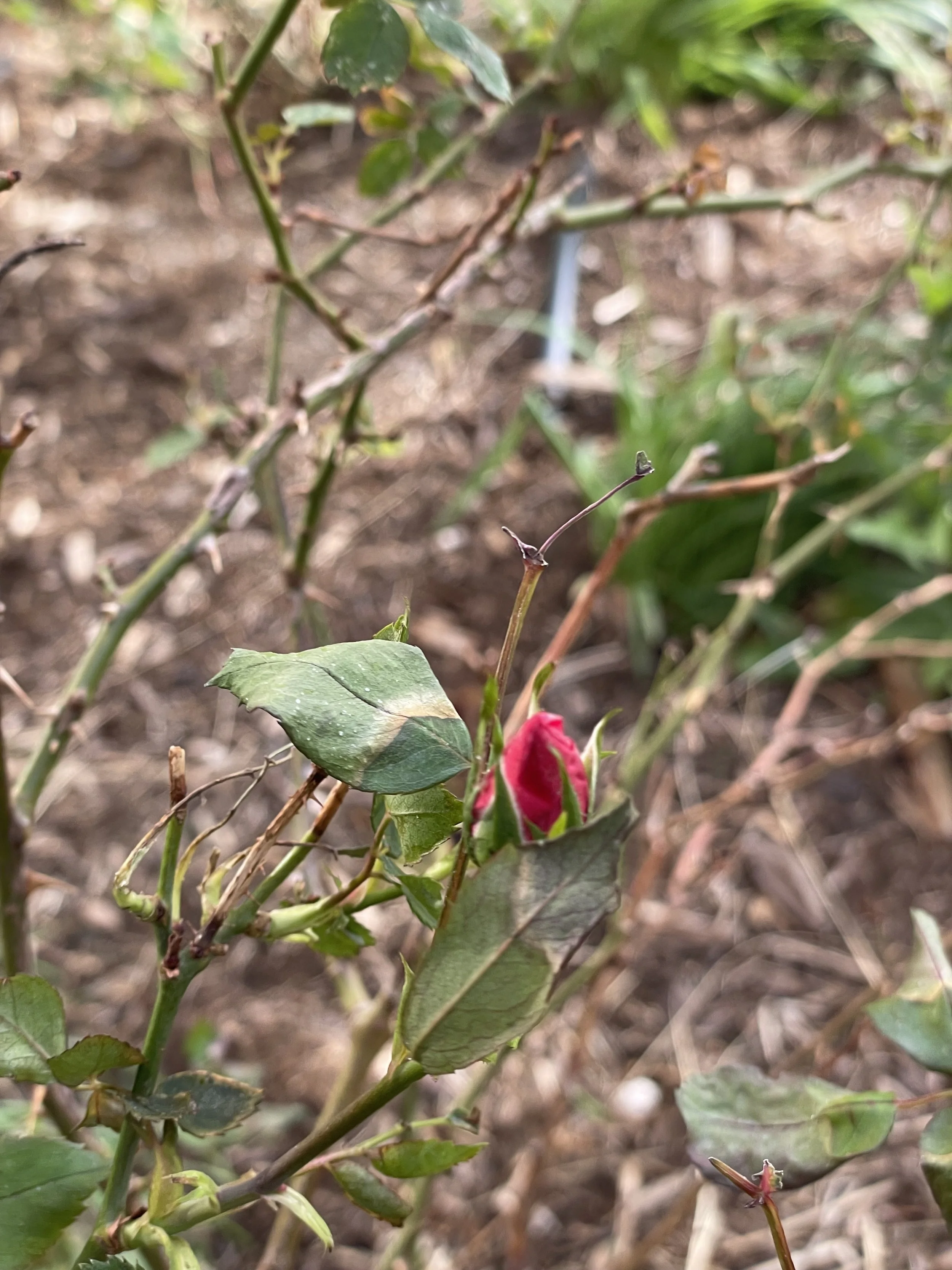 rosebush.jpeg