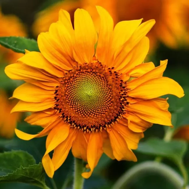 Sunflower in Bloom