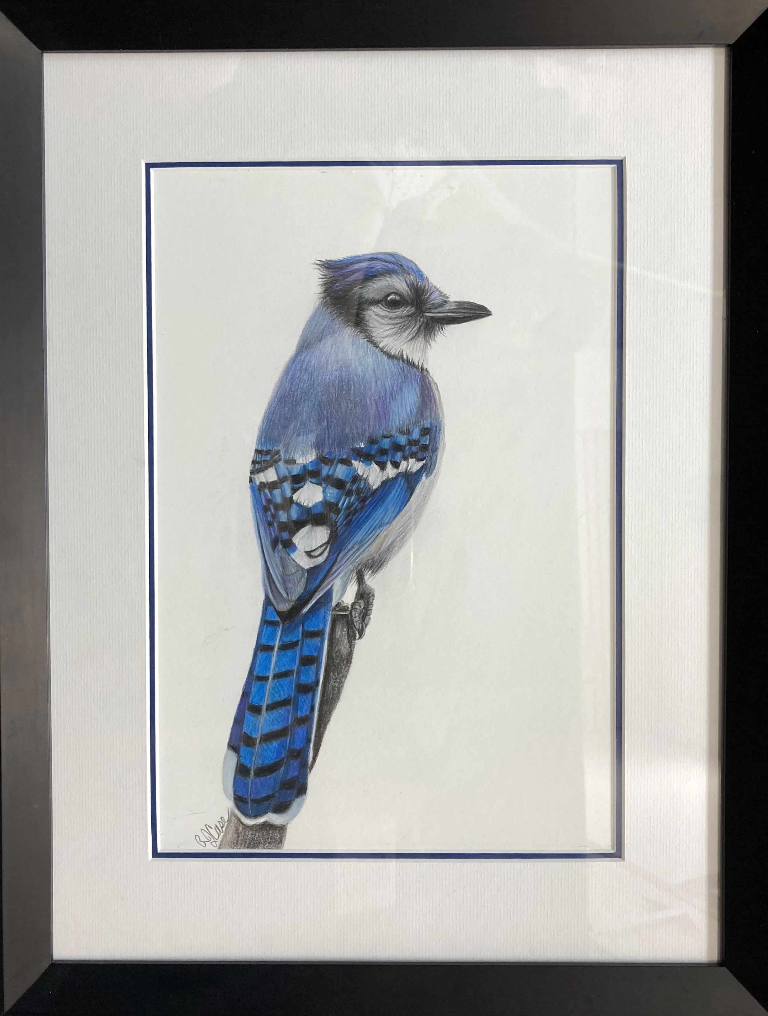 Blue Jay