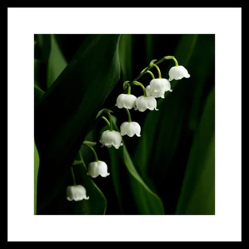 Lilies of the Valley