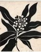 Milkweed (unframed)
Cindy Lounsbery
linocut (on rice paper) 15 x 18
$125.00