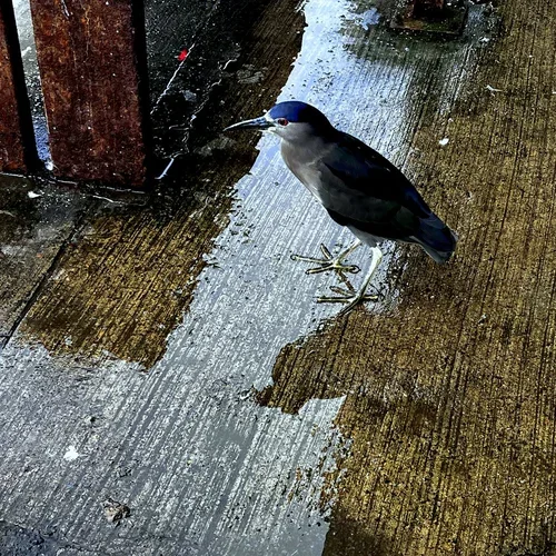 Bird