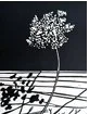 QAL (Queen Anne's Lace) (unframed)
Cindy Lounsbery
linocut 11 x 13.5
$80.00