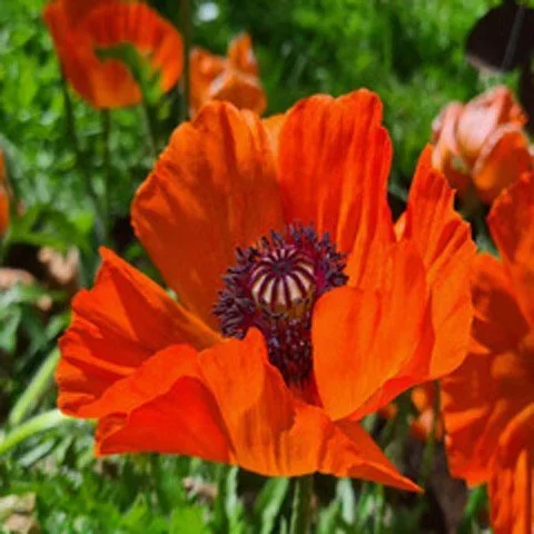 My Garden Poppy