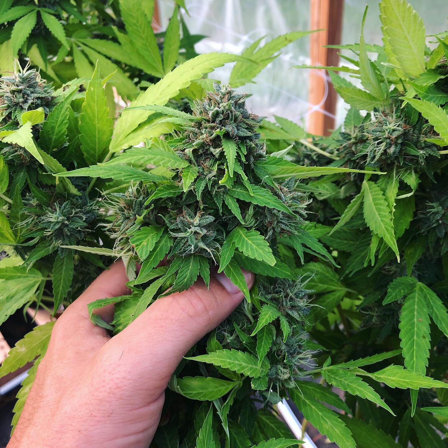 So pretty we almost don&rsquo;t want to cut it down!! Just kidding&hellip;we can&rsquo;t wait to try this crop 🥰😶&zwj;🌫️🌿 #hempheals
.
.
.
#cbd #cbdwellness #cbdbenefits #cbdhealth #cbdproducts #sleepaid #painreliever #painrelief #anxietyrelief #