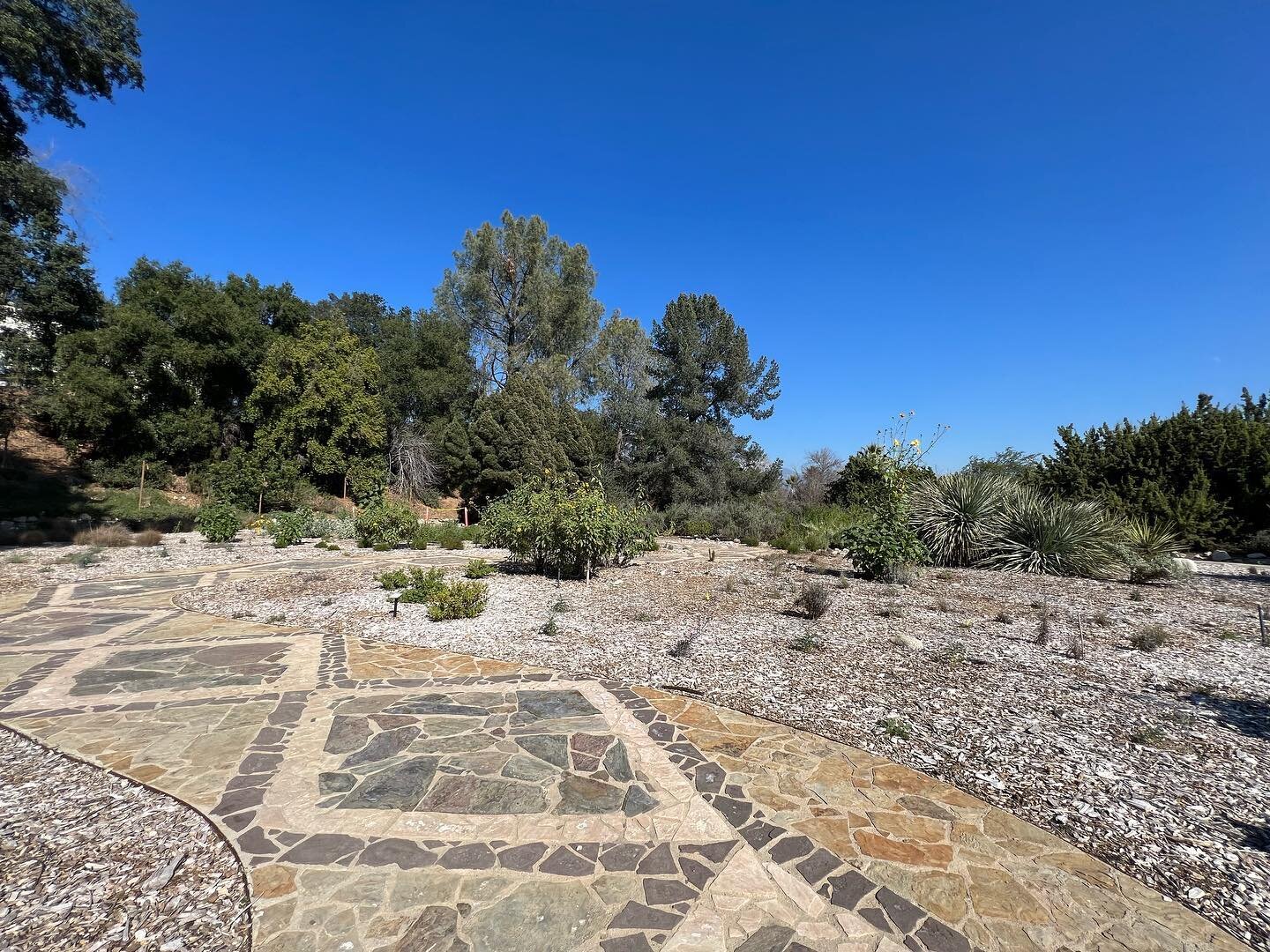 Field trip to the @californiabotanicgarden . I love their use of mulch, leaves, and other organic matter to build the soil and create low-water landscapes. They manage over 80 acres and use fully native plants. What an inspiration!