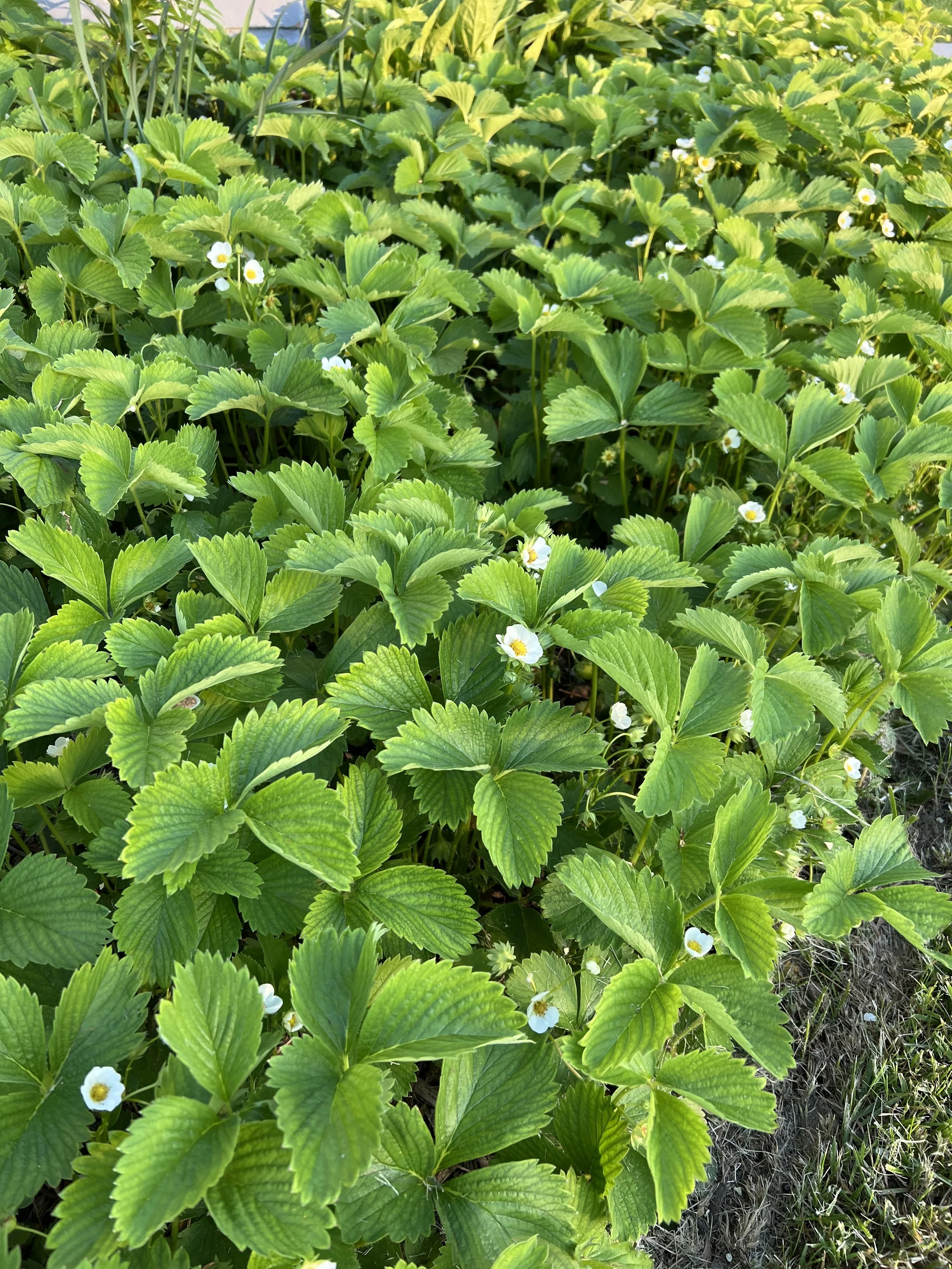 Strawberry Bliss: Edible Elegance in an Ornamental Landscape