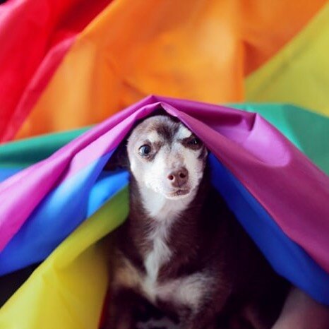 Dogs don&rsquo;t care who we love, they love us for who we are.  I&rsquo;d like to wish everyone a very happy Pride today 🏳️&zwj;🌈🐶🐾 #pride #equality #pridemonth #loveislove