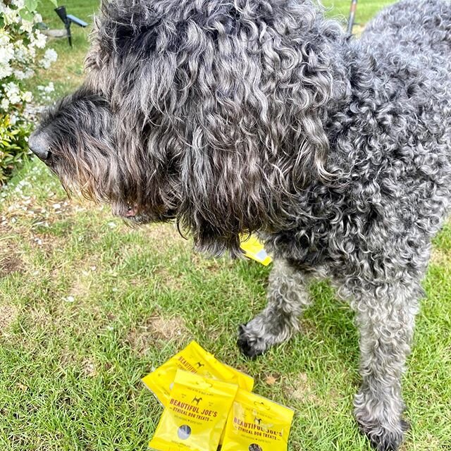I&rsquo;m a big fan of using treats when I&rsquo;m training dogs - why? Because dogs learn 50% faster when you use a treat😄⁣
⁣
But and you&rsquo;ll know this - all treats do not have equal value!⁣
⁣
When I&rsquo;m training I need high value treats t