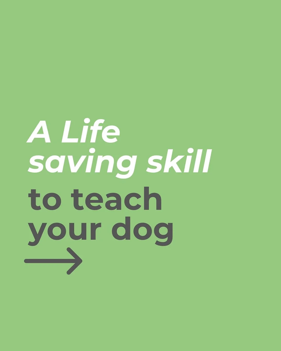 Why should you teach your dog to drop things on command ?

1. To stop them destroying your fav possessions 

2. To stop them swallowing something which could harm them.

3. To teach them Not to resource guard things.

4. So you aren&rsquo;t chasing y