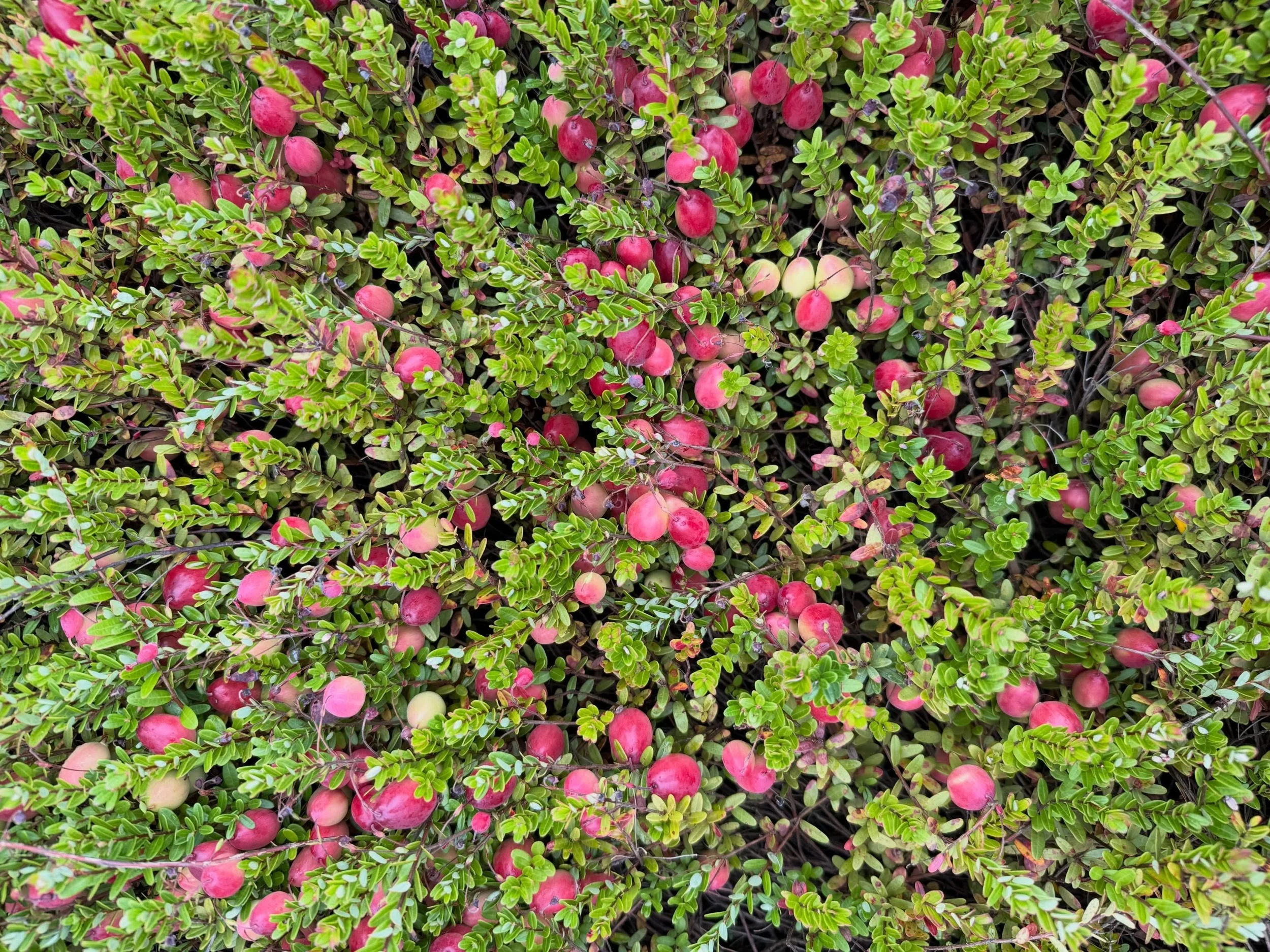 As the season starts to turn and the days get shorter, we are seeing some color come into our earlier varieties. Looking forward to a bountiful fall ☀️