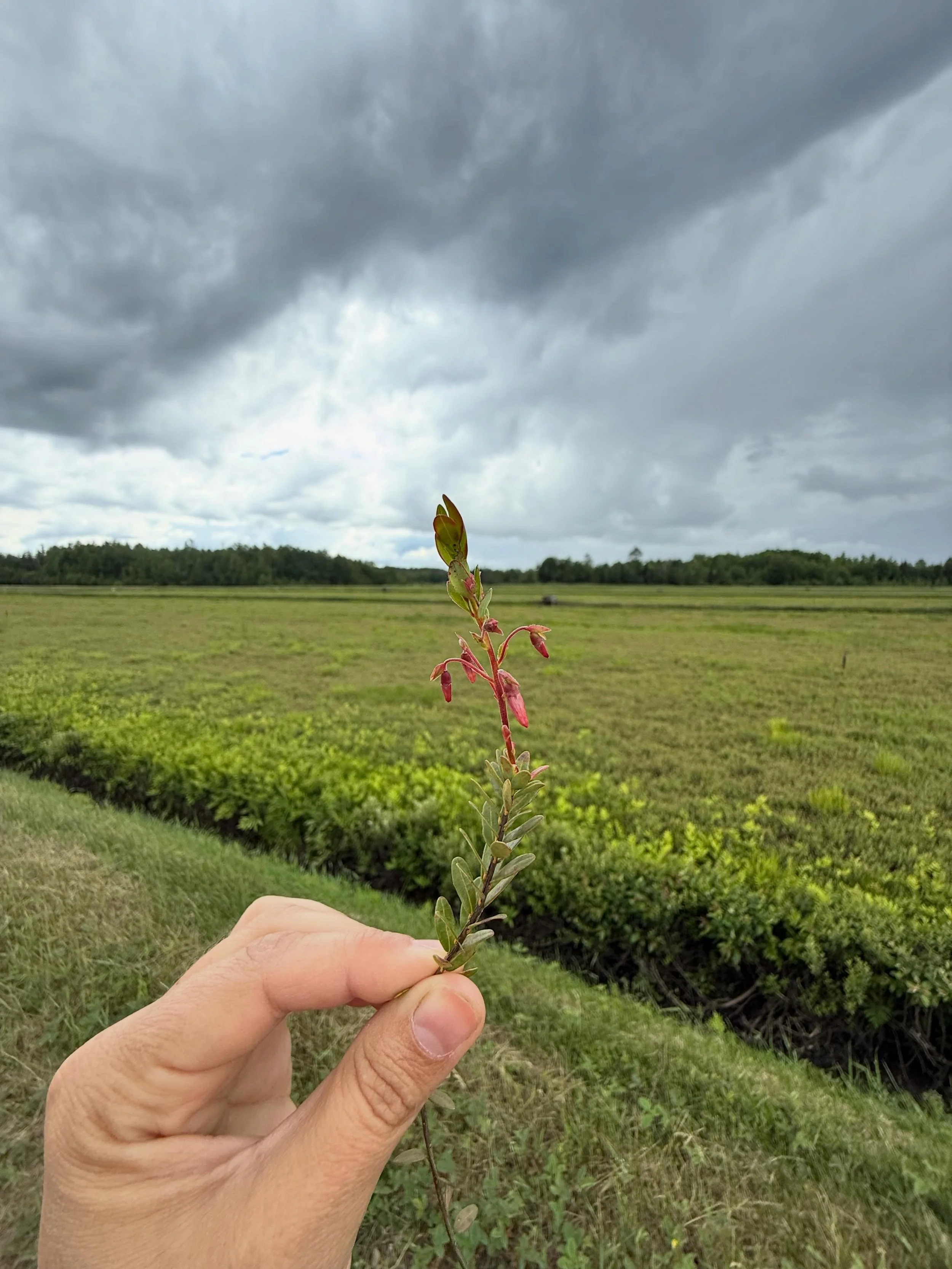 Did you know that unopened cranberry blossoms are called hooks? Cooler temps have followed the heat of early June and the bloom is right around the corner!