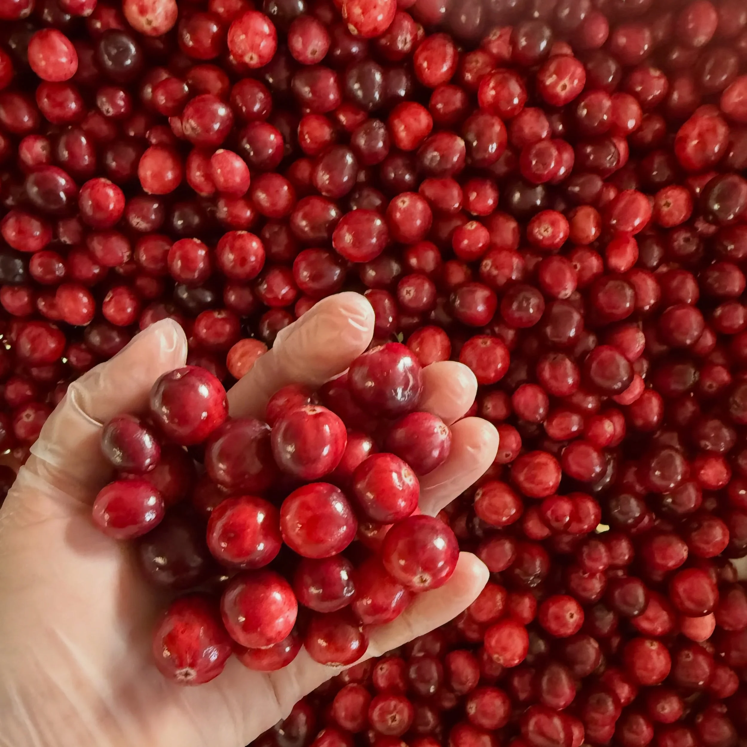 We are ready for this view 🤩 are you? 
We opened up our pre-orders for this season&rsquo;s fresh fruit. If you want to get on the list for fresh cranberries as soon as they are ready, head to the link in our bio!