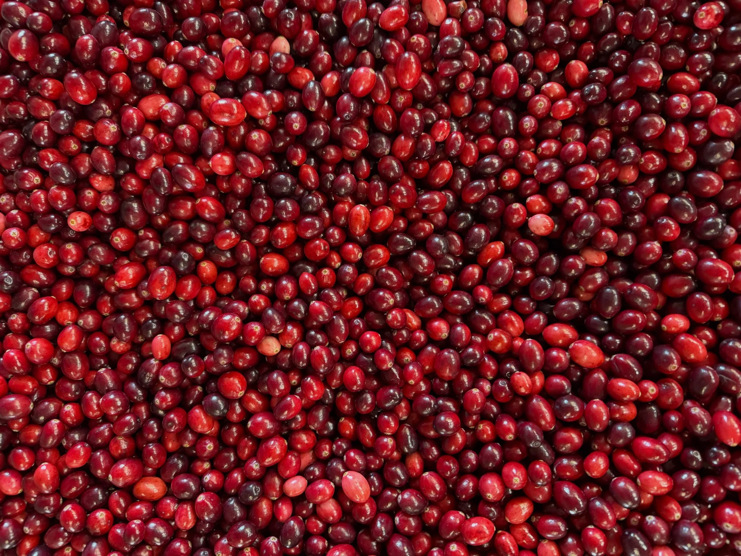 A sea of red ❤️

We are shipping our pre-orders this week and next week. Thanks for your patience while we get everything organized and shipped out! 

Question about your order? Email us at jlfcranberries@gmail.com