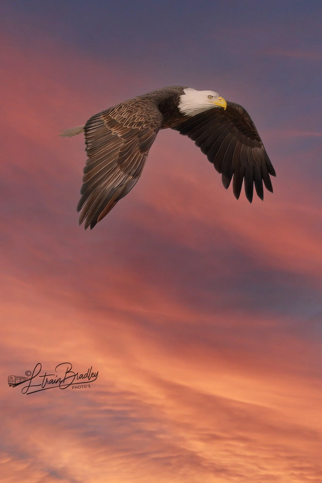 Eagle sunset-2.jpg