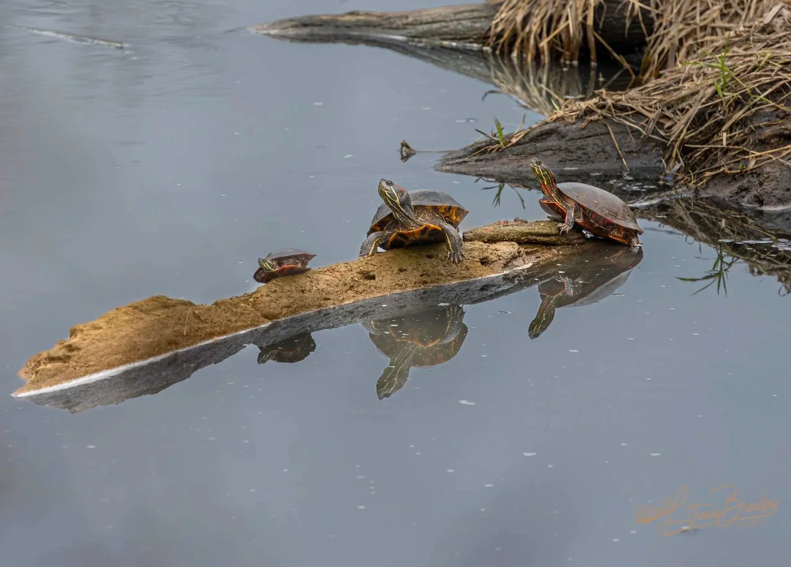 PAINTER TURTLE FAMILY