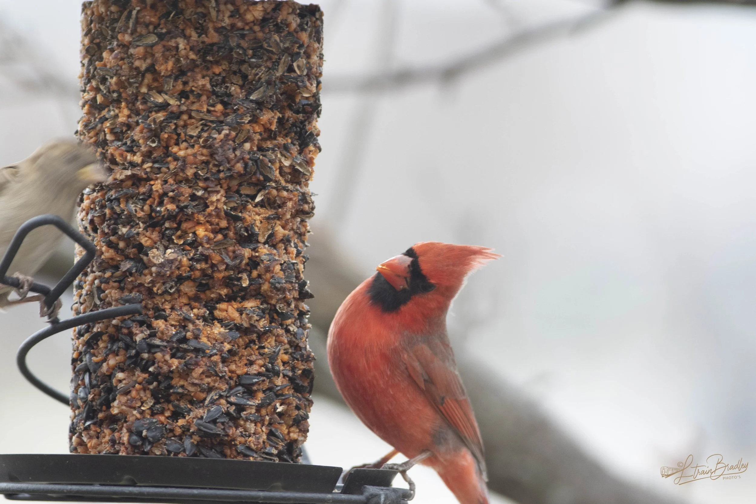 Snow Cardinals-29.jpg