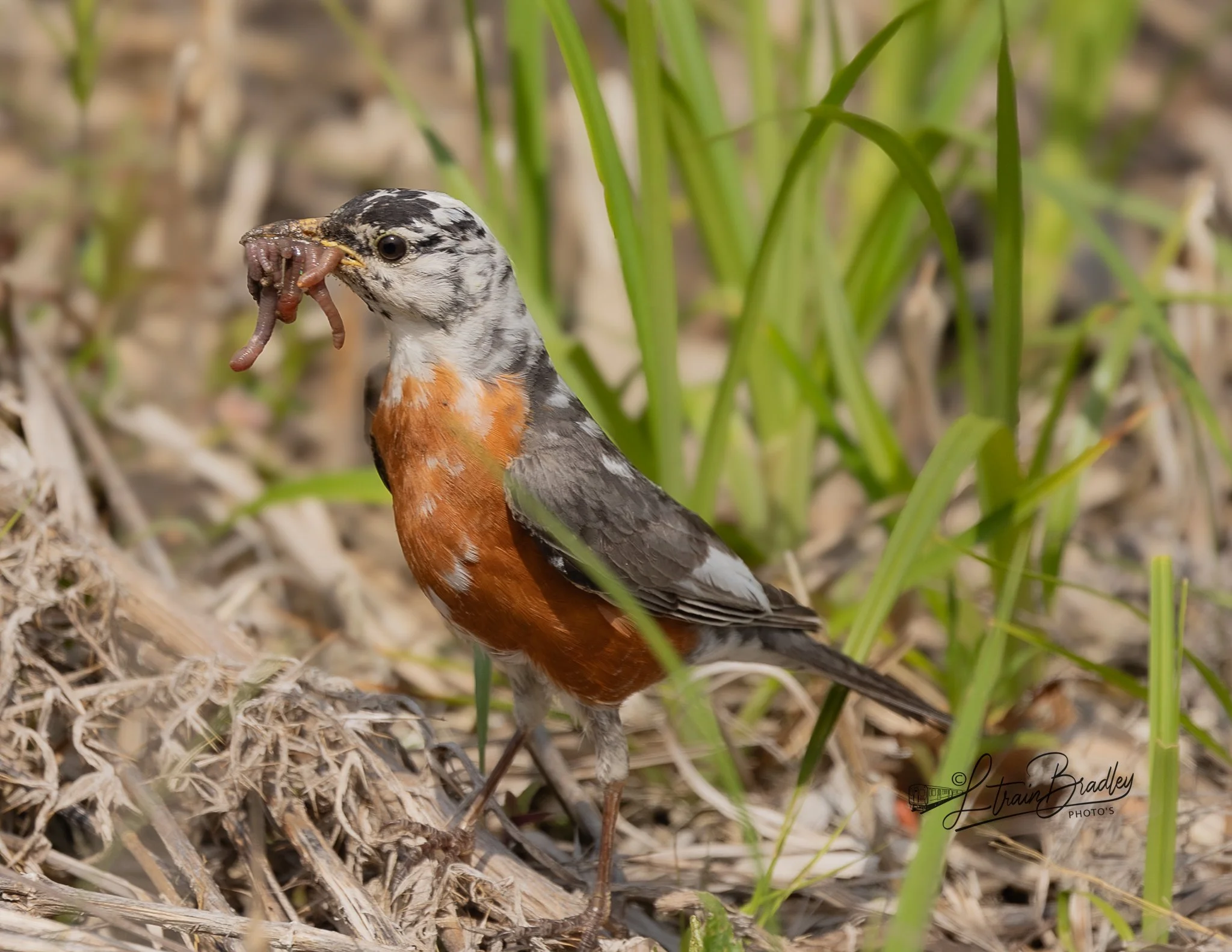 NELSON110523228PROJECT_20230511_0228 copy-2.jpg