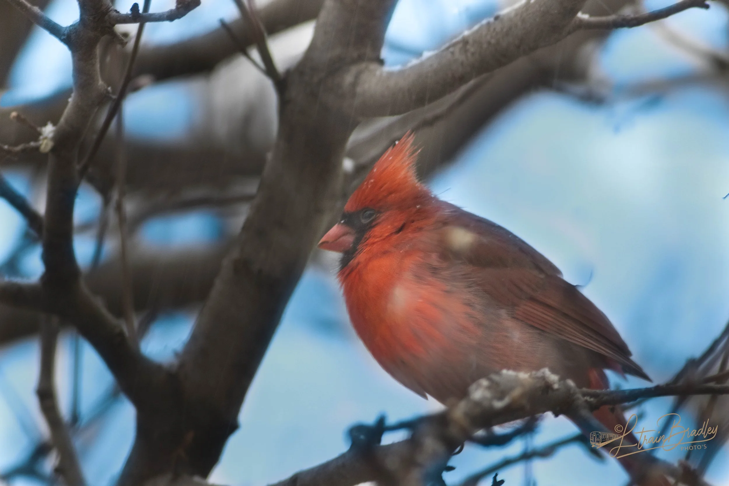 Snow Cardinals-44-Edit-2-3.jpg