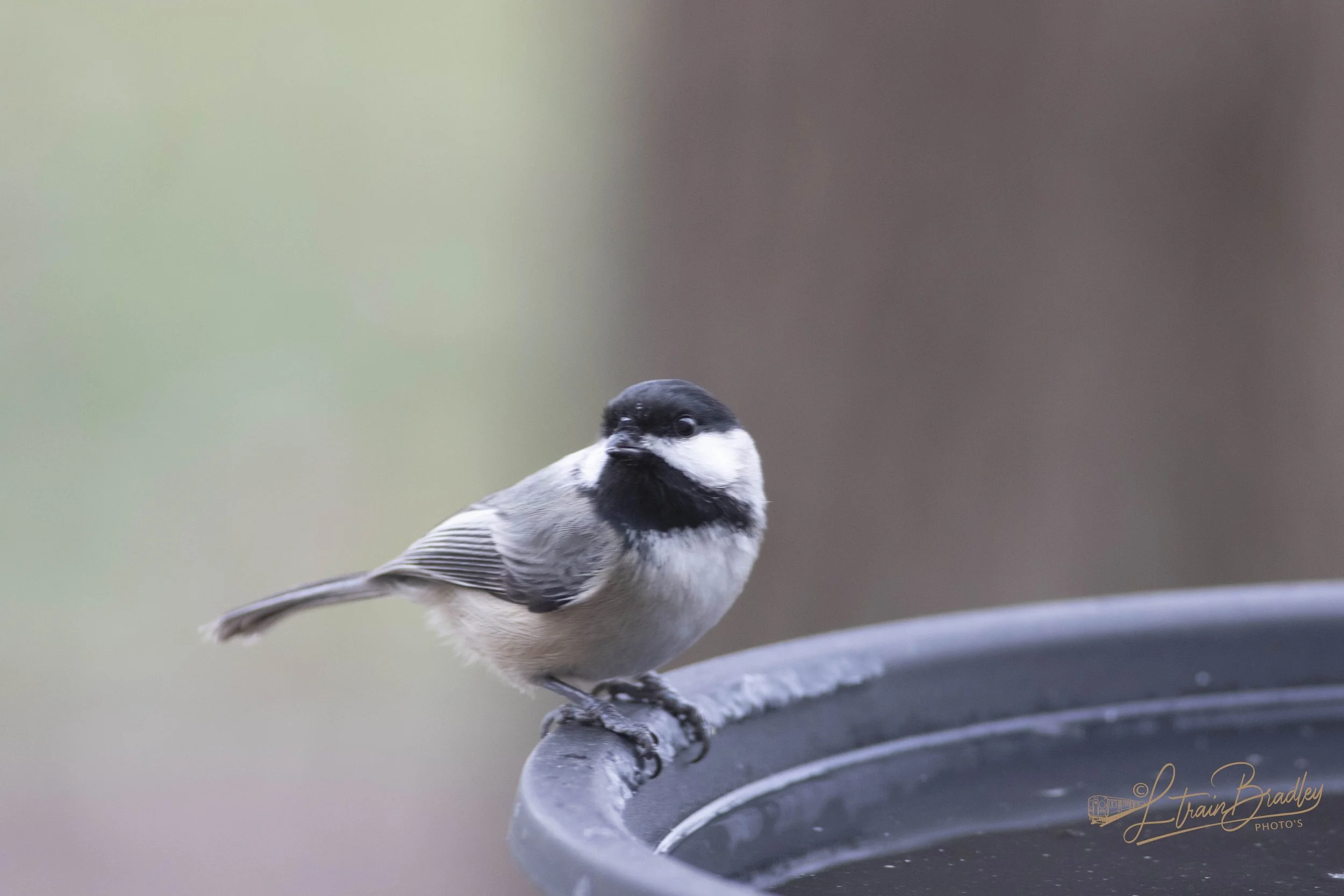 Snow Cardinals-49-2.jpg