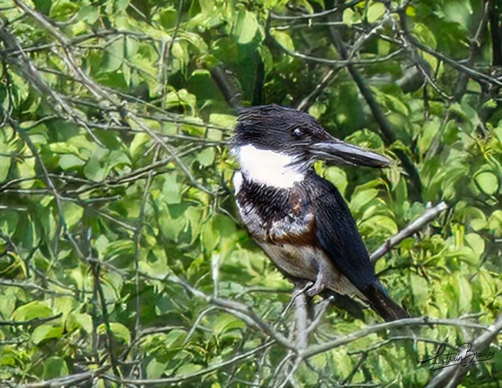 Ltrain's Bird Shots-4-topaz-sharpen.jpeg