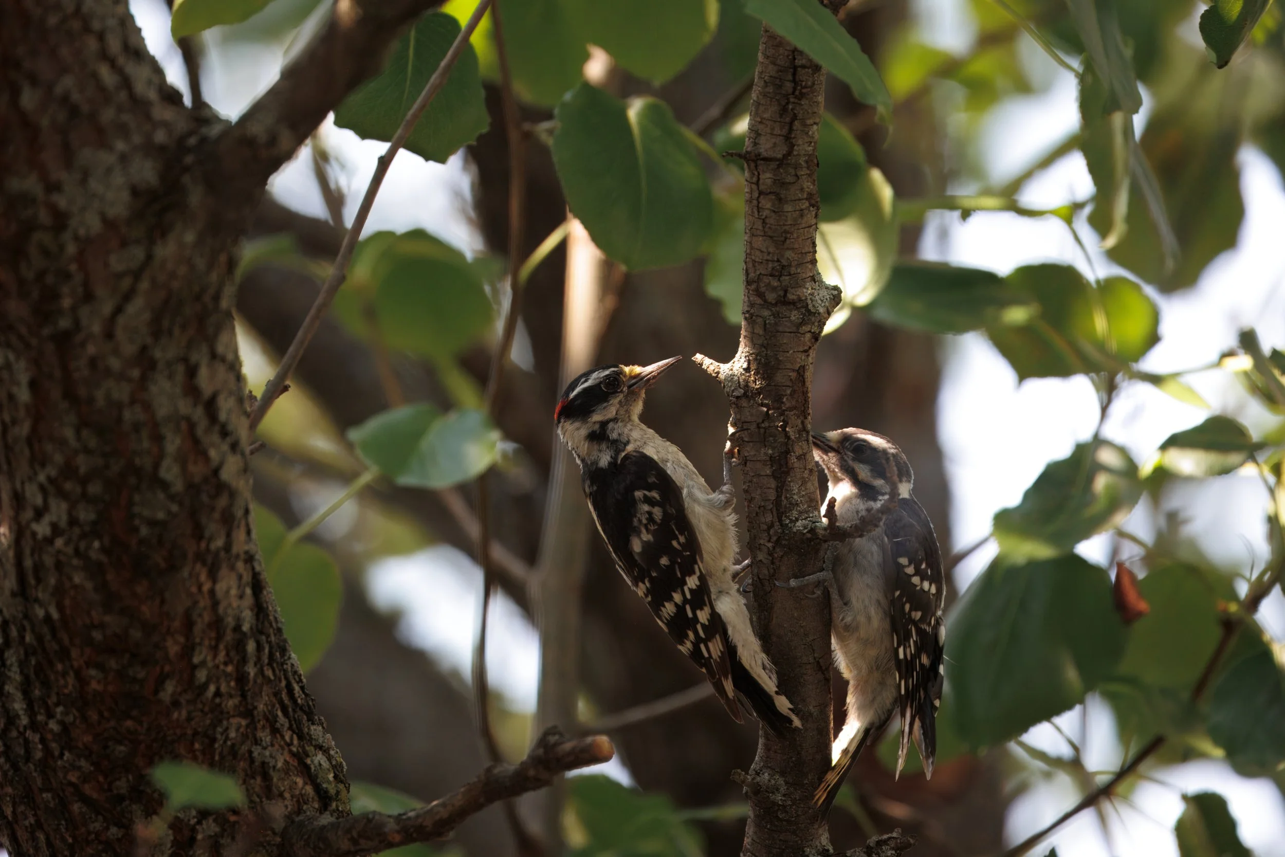 Foxriver7-32346 (1)-topaz-rawdenoise.jpeg