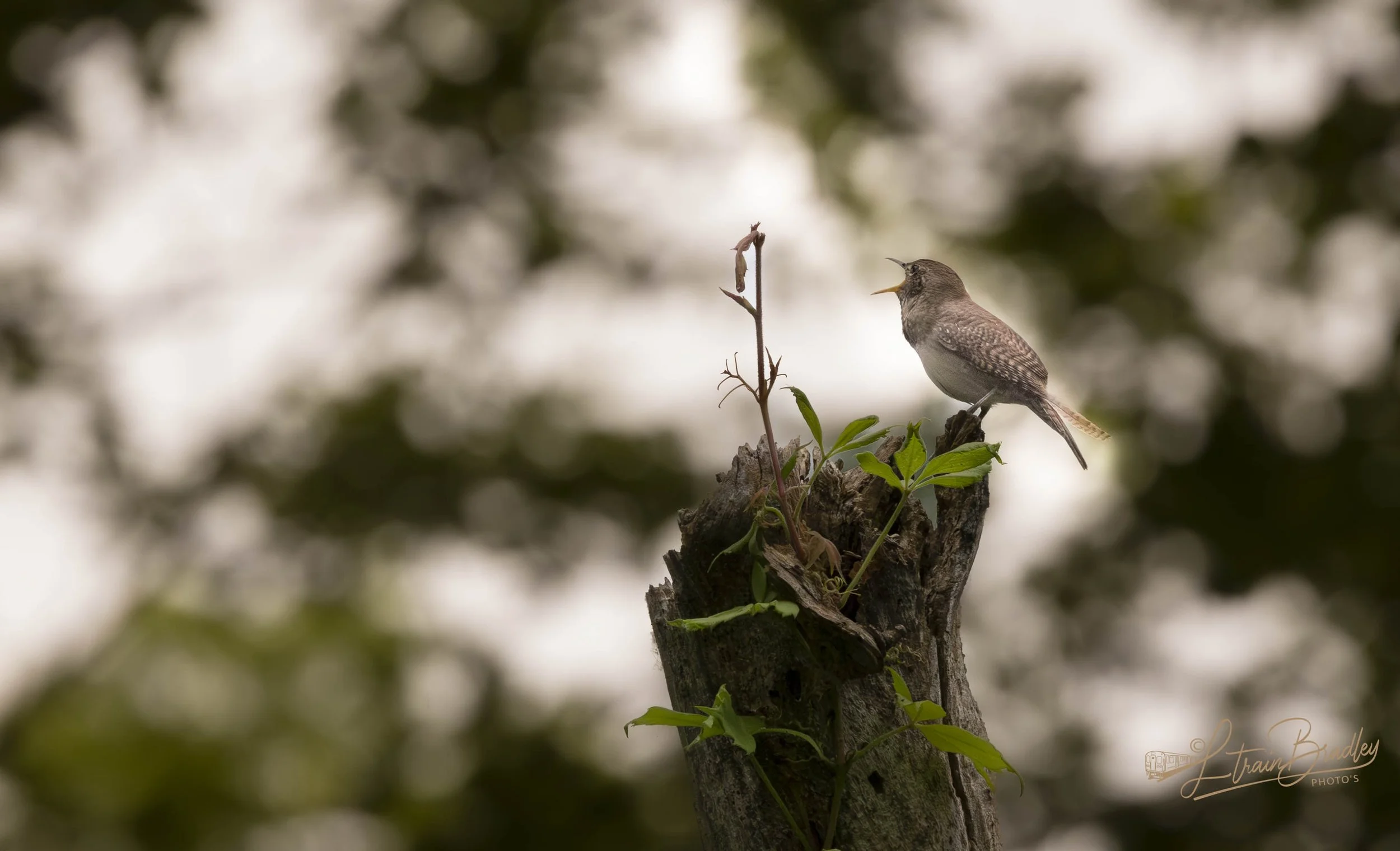 Somanuk June 25-23-Edit.jpg