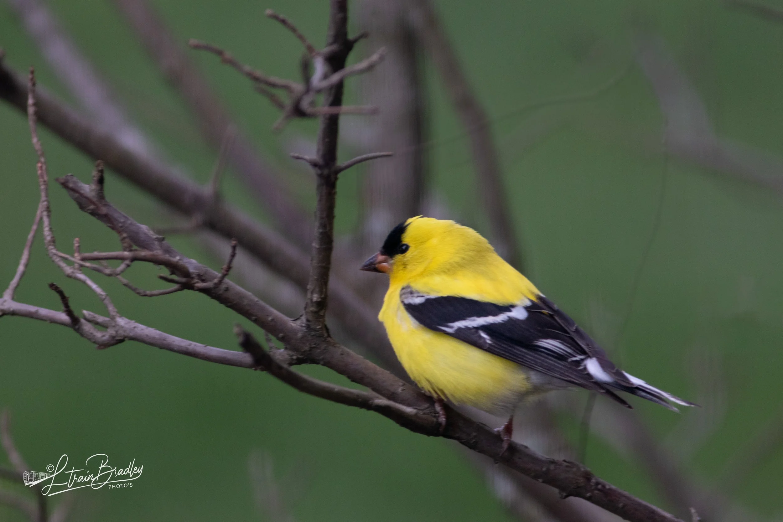 Goldenfinch.jpg