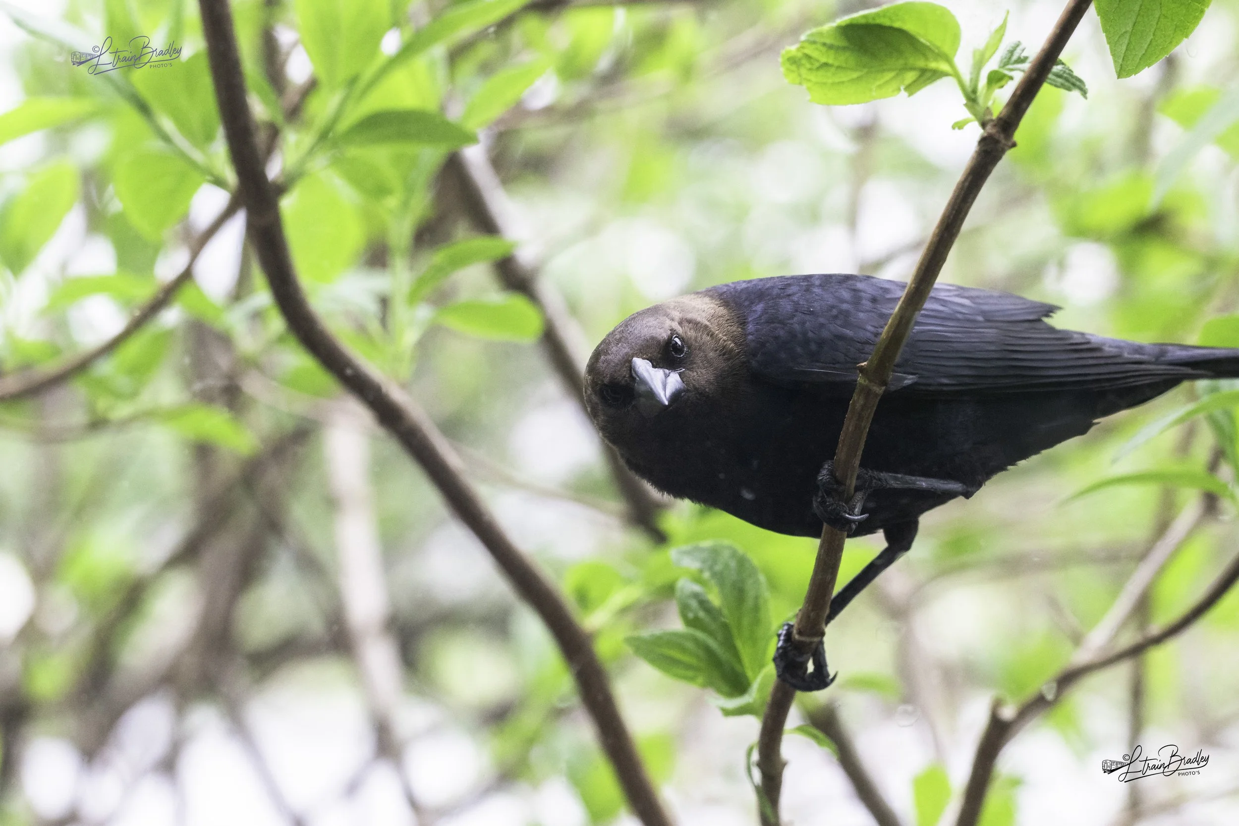 Browncowbird copy.jpg