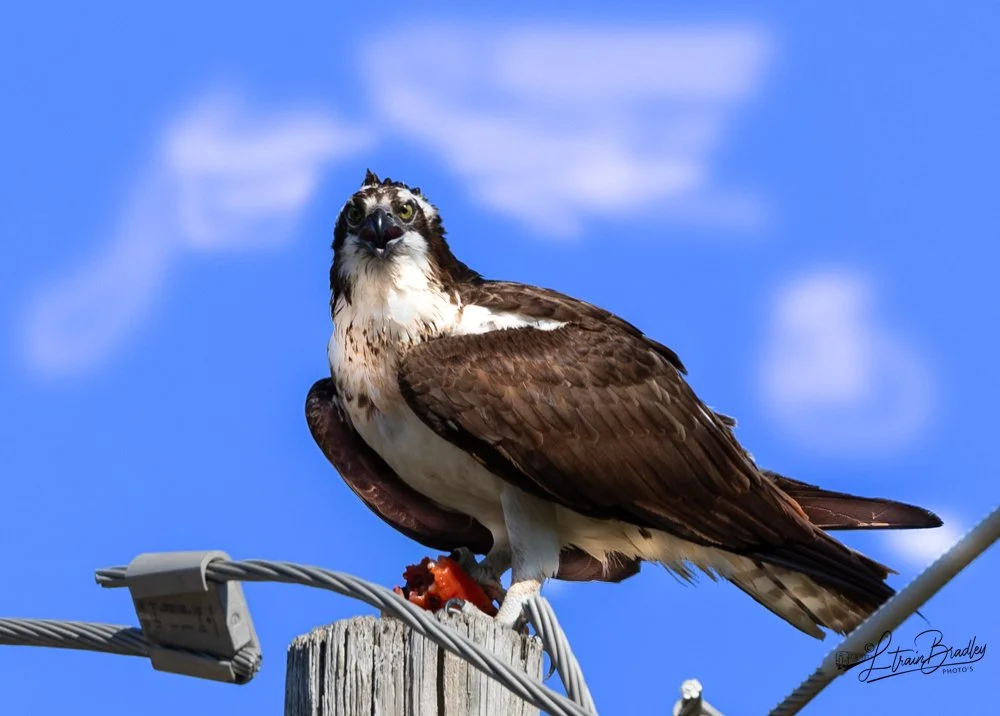 FEEDING OSPREY-142-2.jpg
