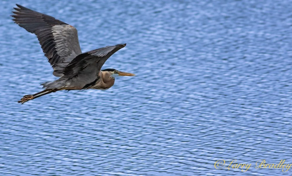 Ltrain's Bird Shots.jpg