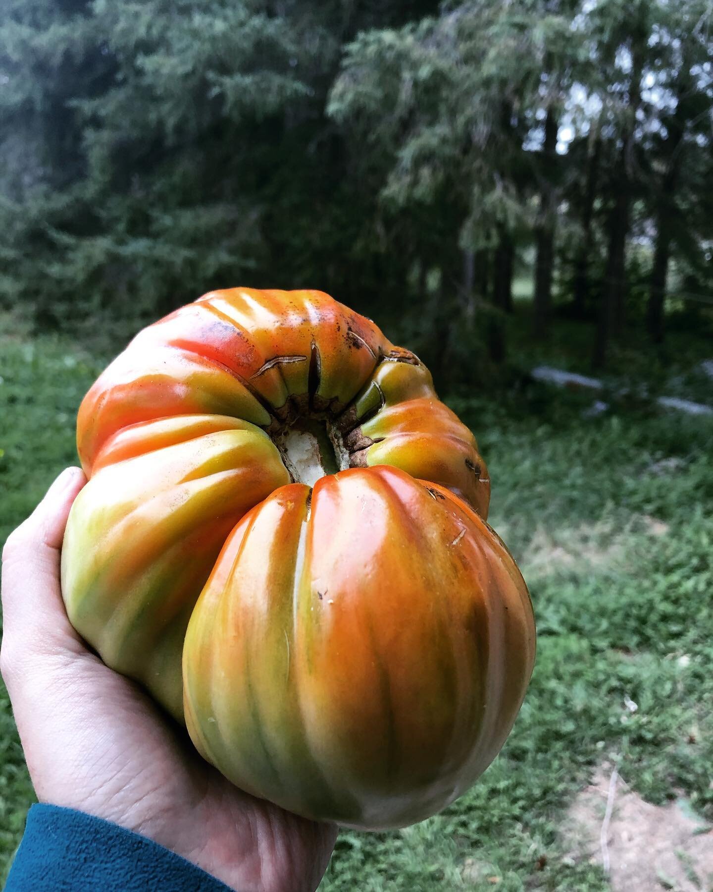 Can&rsquo;t grow anything Zone2b you say? @blackriverforagingco just pulled this out of the community garden ❤️ I&rsquo;ll be eating this single tomato for a week 😂