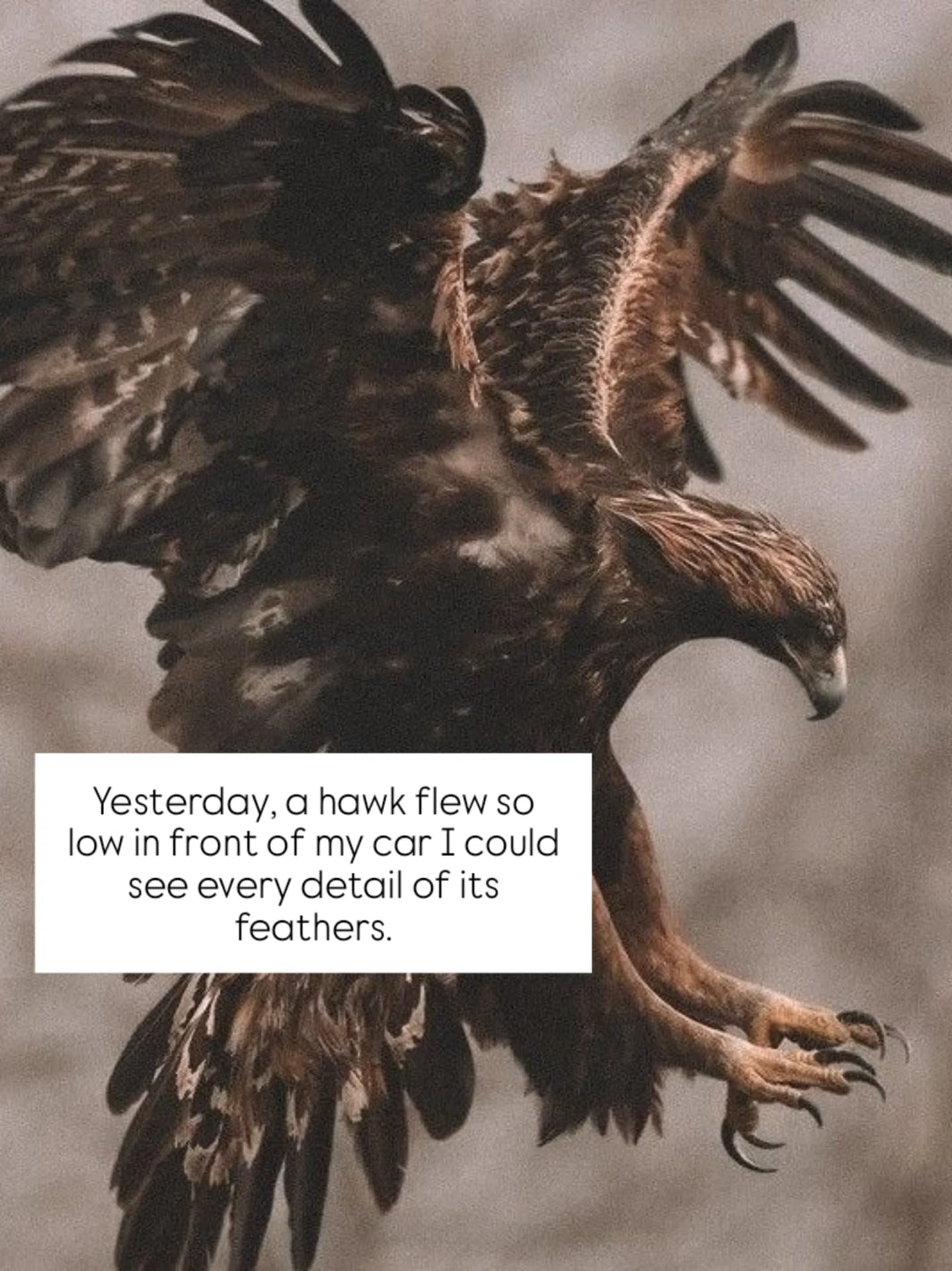 Do you ever stop to wonder if there&rsquo;s a deeper meaning when a certain animal crosses your path?

Yesterday, a hawk flew so low in front of my car I could see every detail of its feathers. In its talons, it carried prey. It was moving with purpo