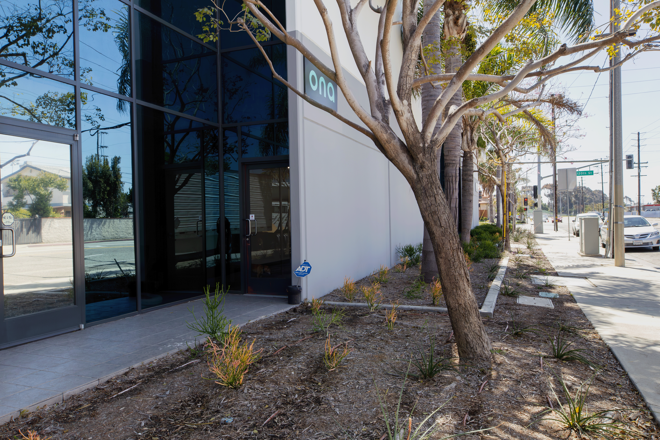 Street view showing the exterior of a modern building with glass windows and a white wall, a tree with branches extending over a landscaped area with small plants, and a sidewalk with cars and traffic signals in the background. ONA Studios.