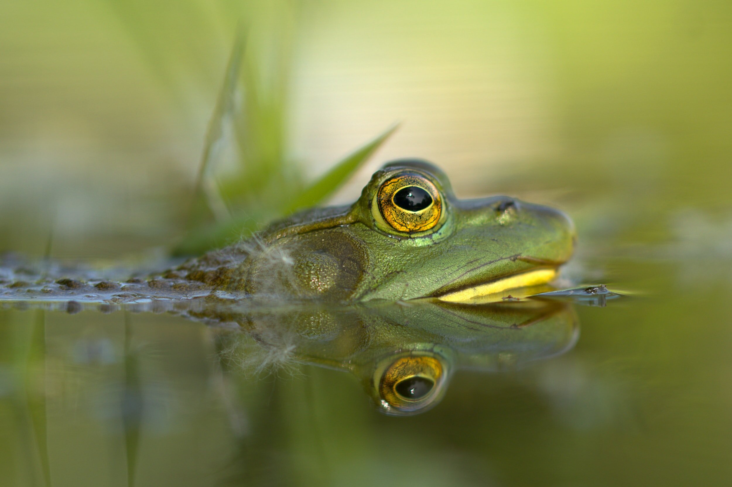 Day 55: Bullfrogs