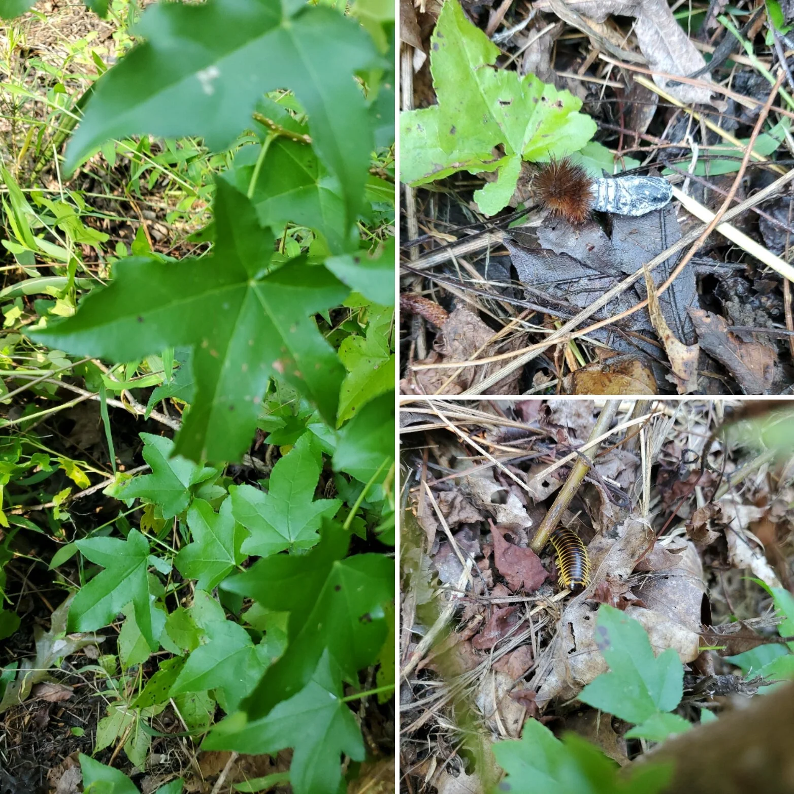 Day 113: Discoveries while weeding