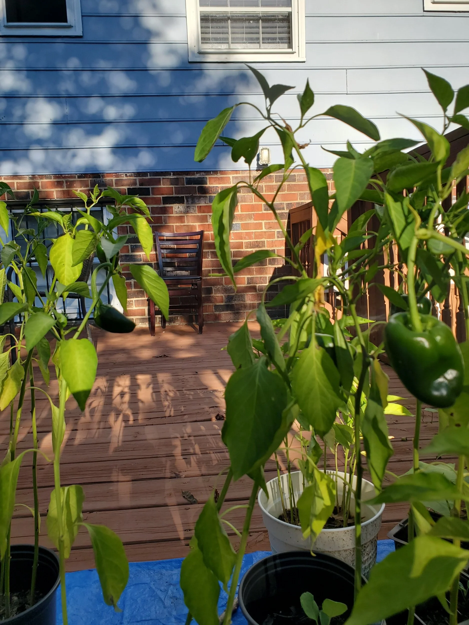 Day 130: Peppers