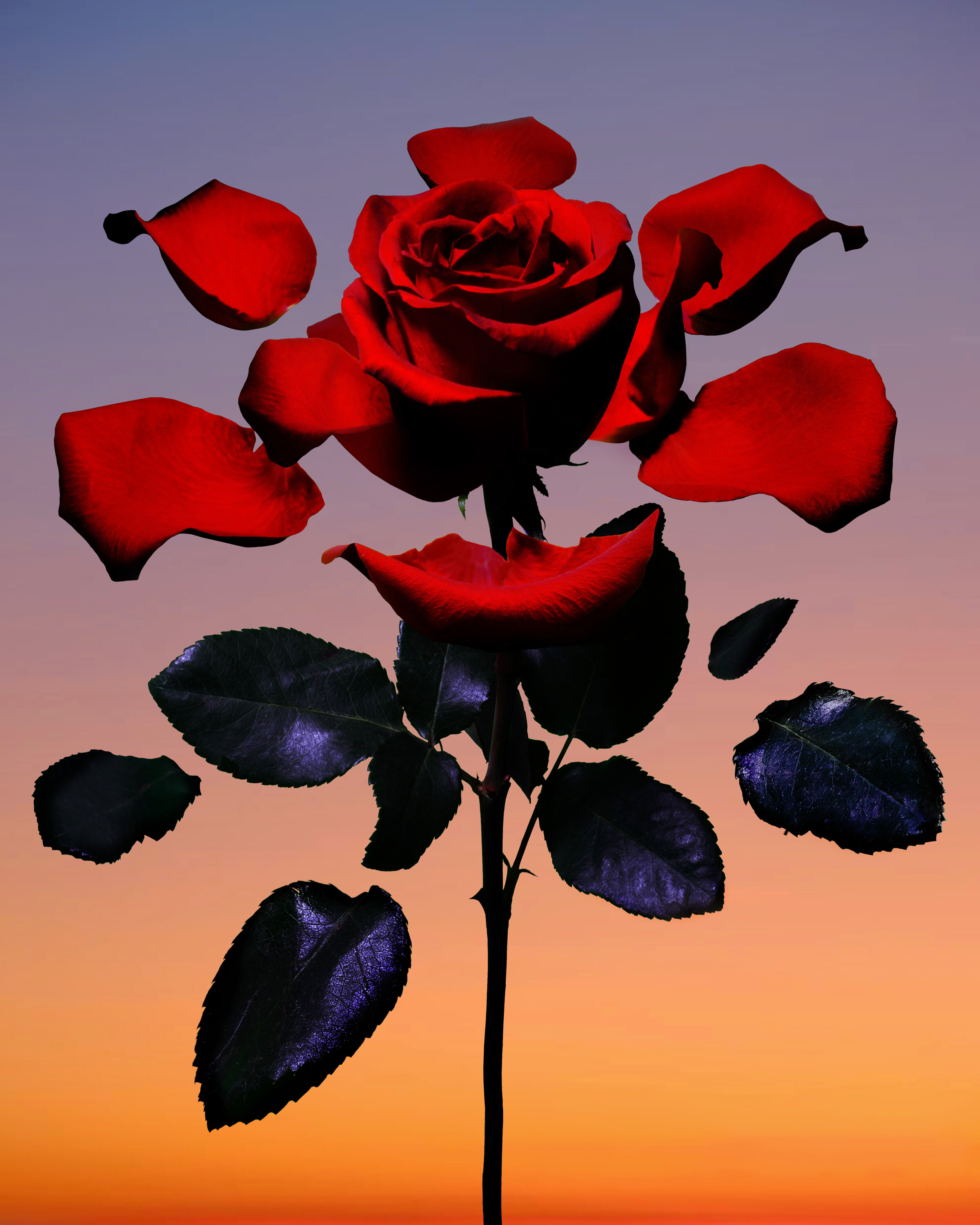 05. BrianVu_Deconstructed Rose.jpg