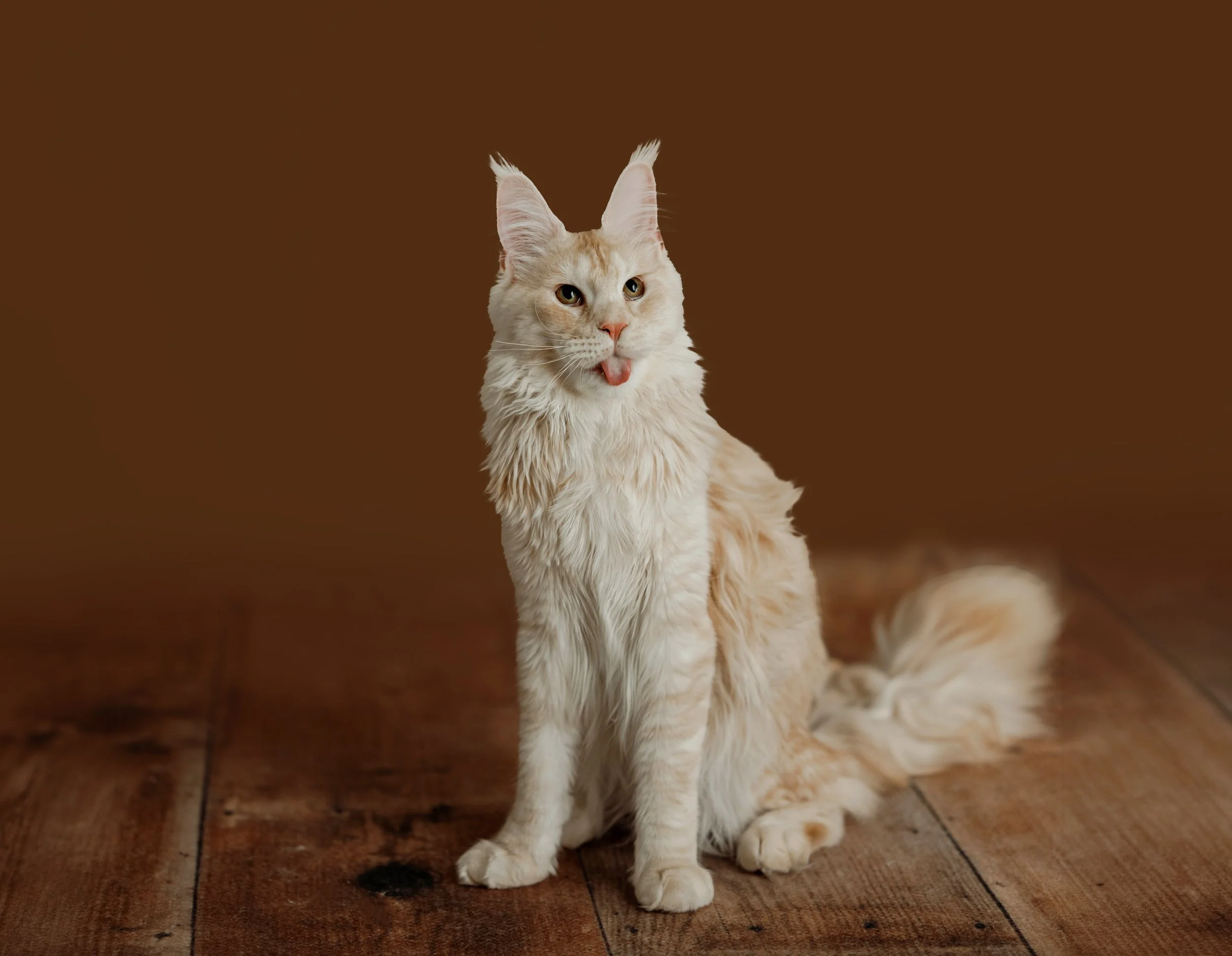 pet photos in syracuse ny studio 