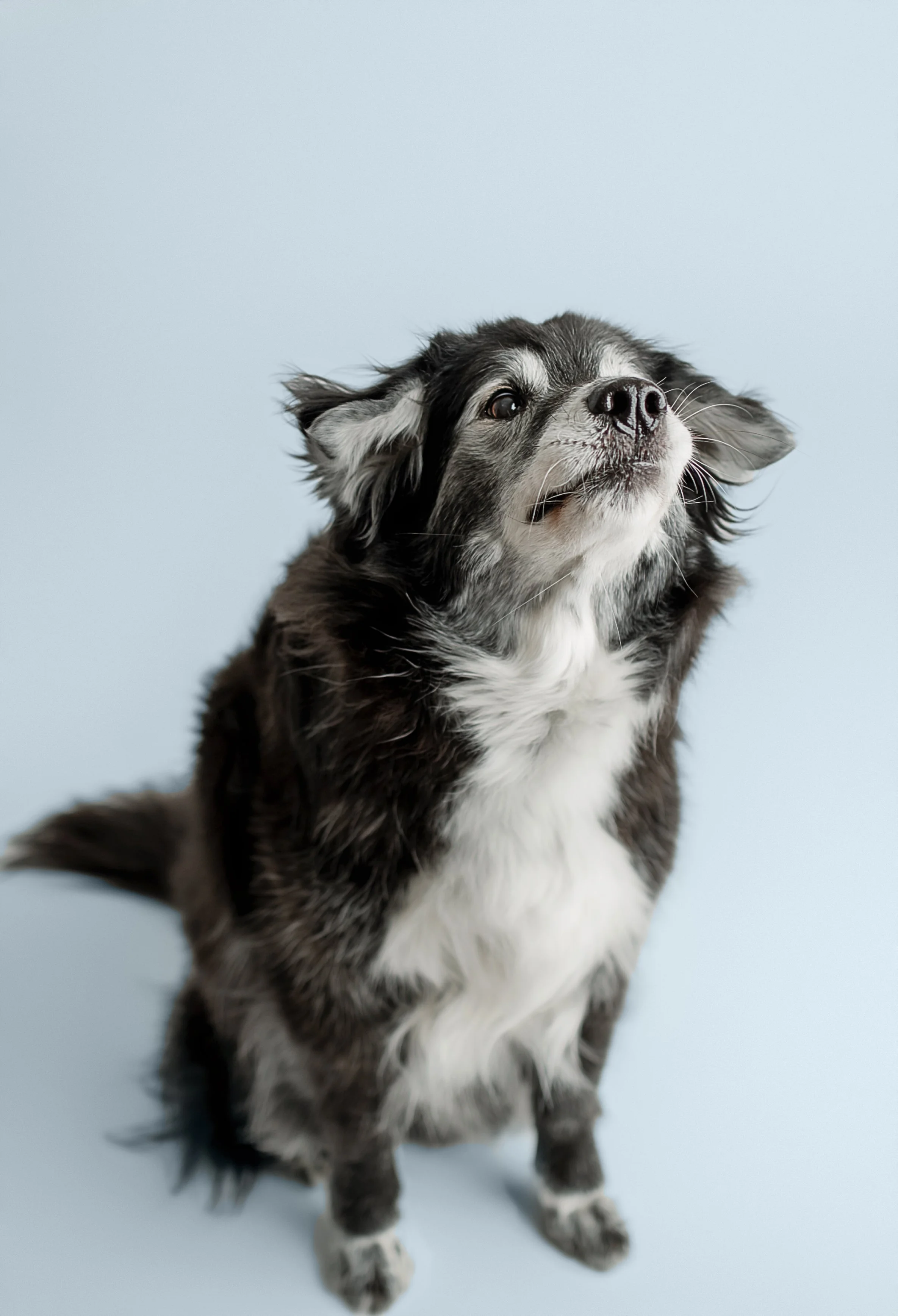 dog photos syracuse ny 