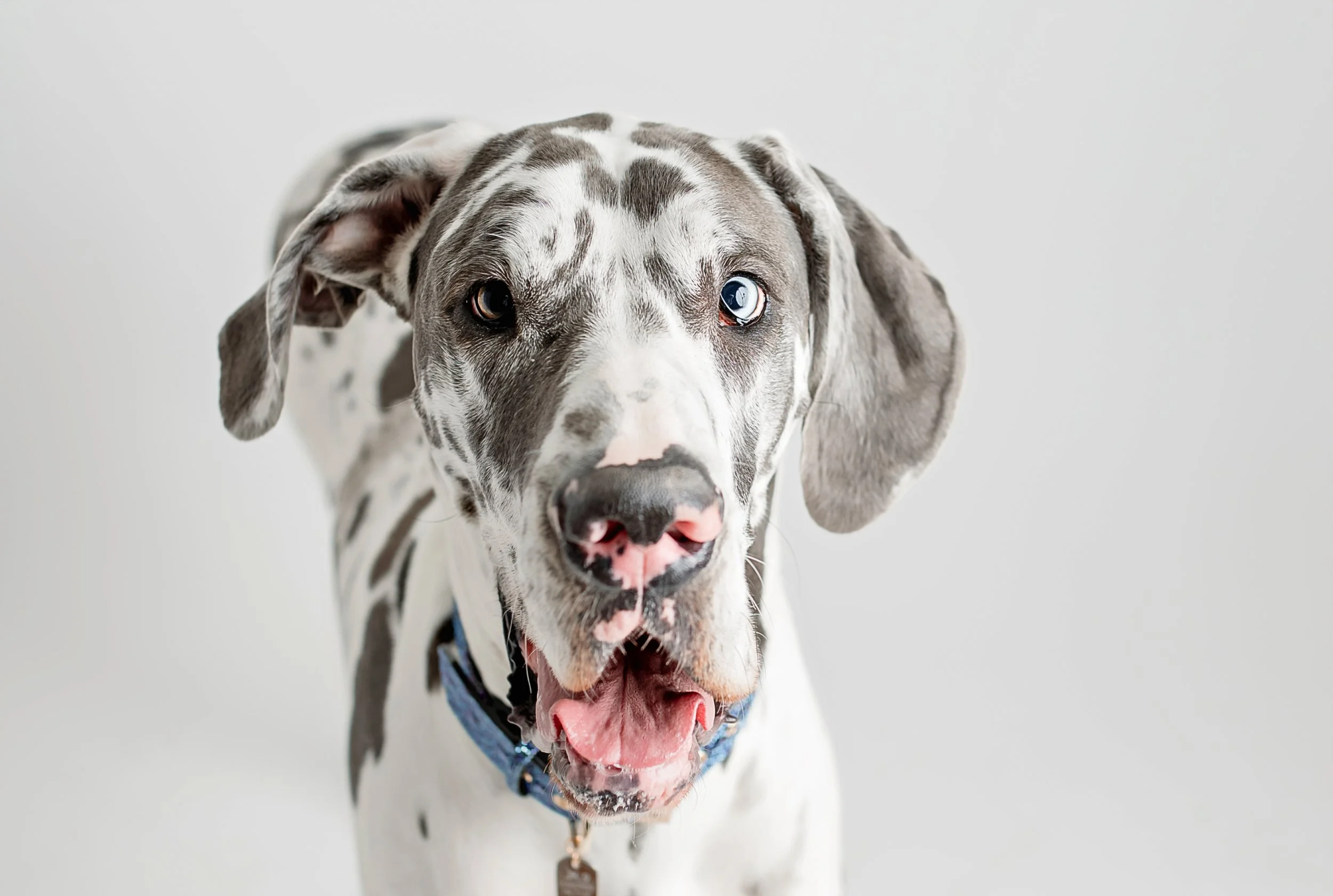 dog studio portraits cny 
