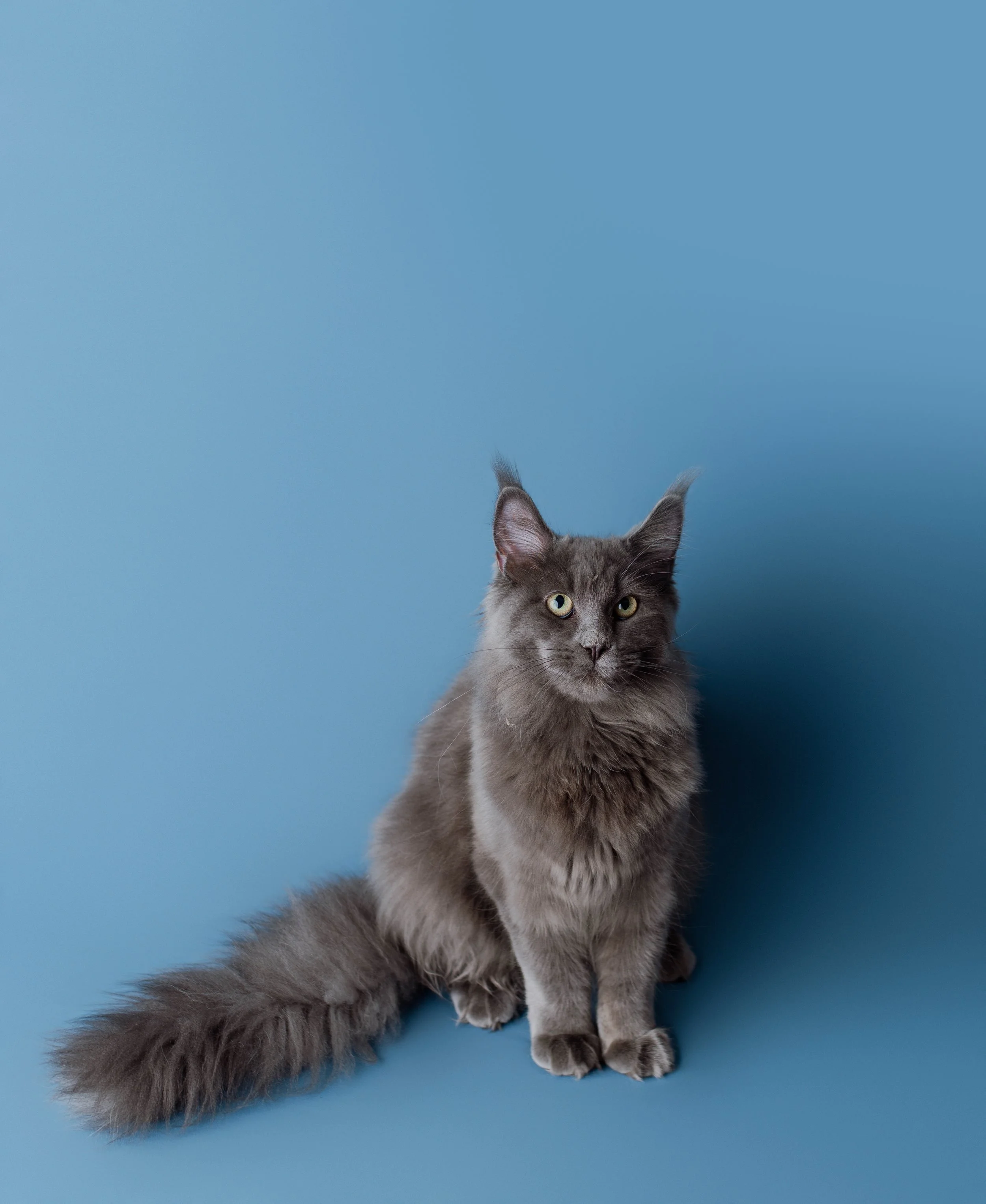 Maine Coon photographer in syracuse ny