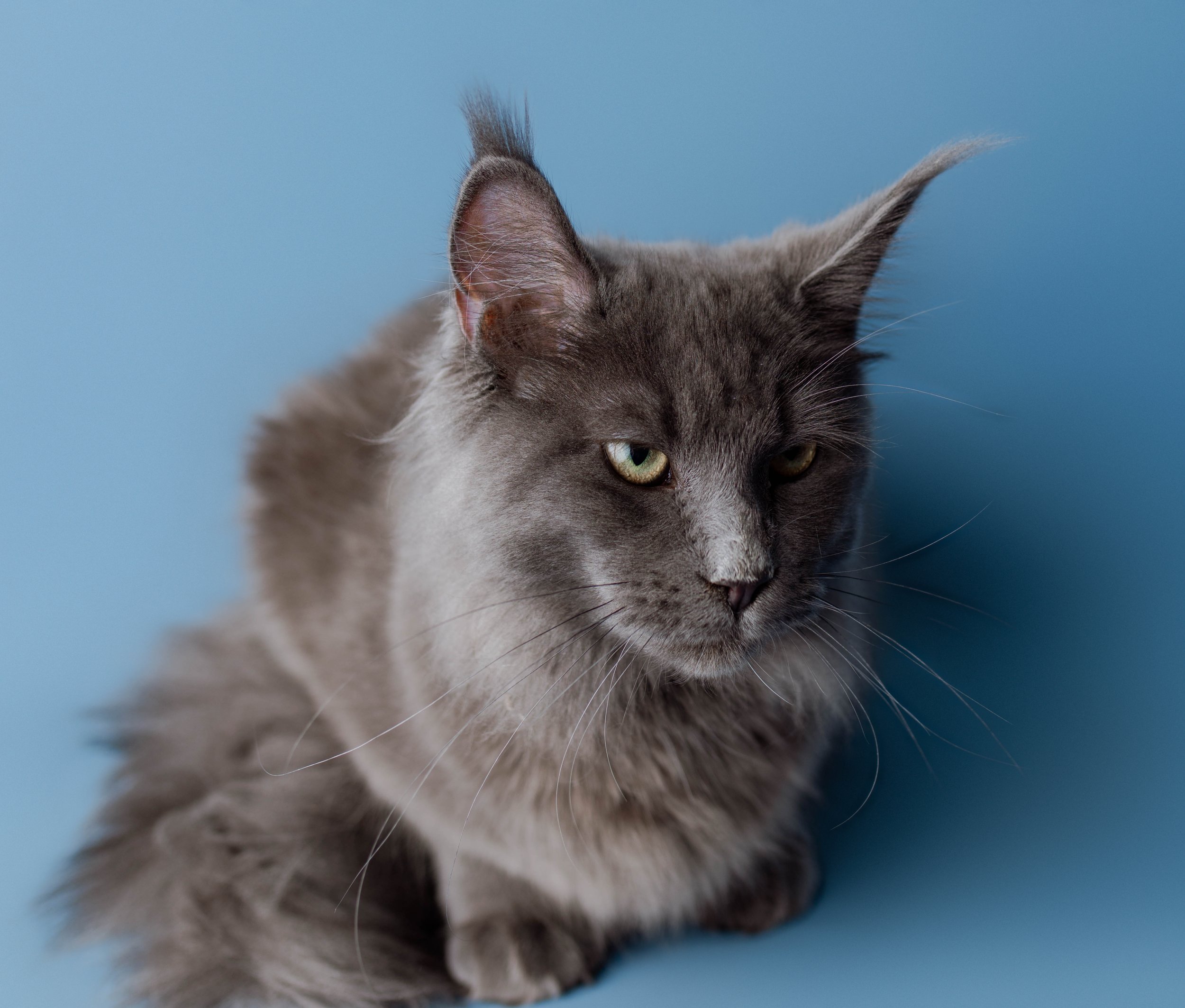 Maine Coon photographer 