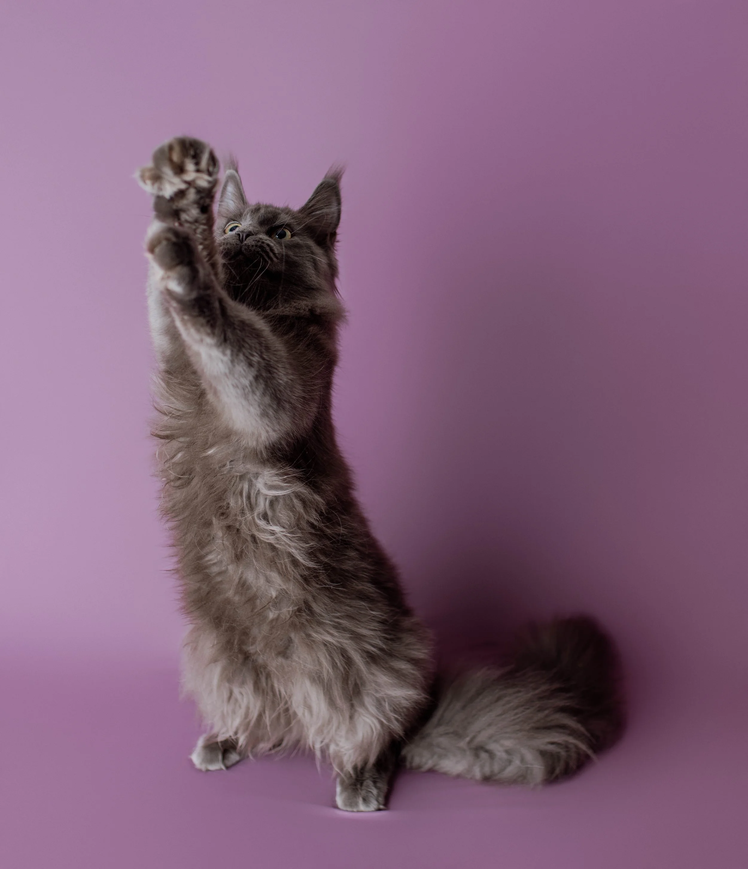 cat photographer in cny