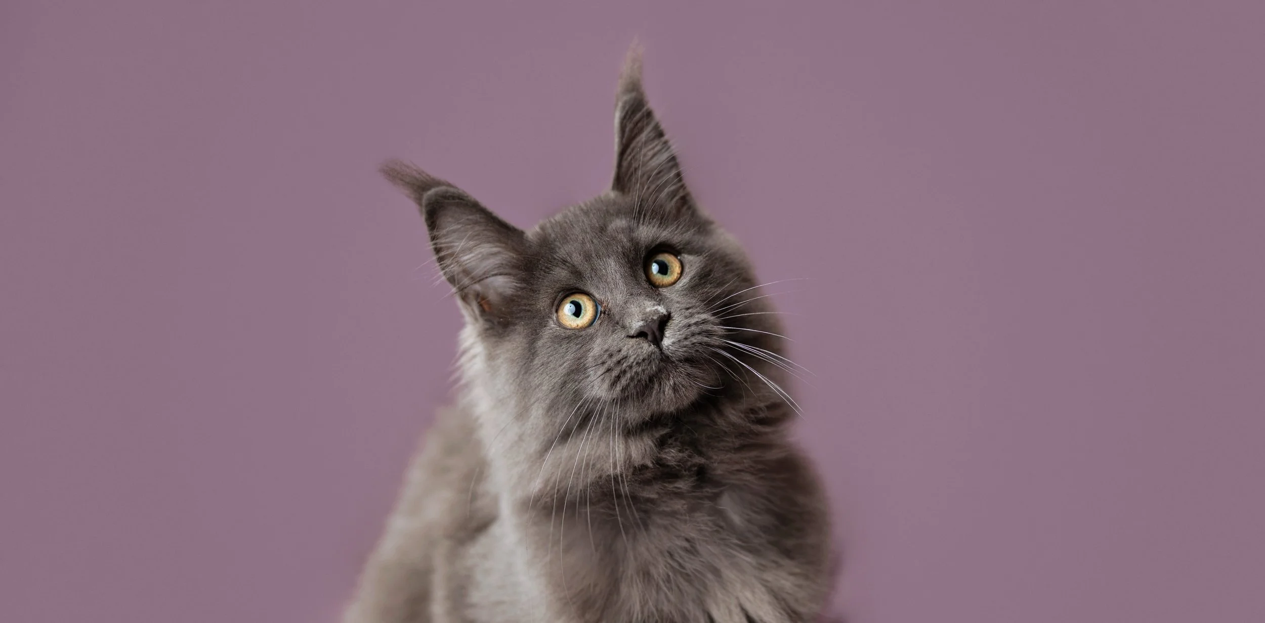 pet photography in syracuse ny 