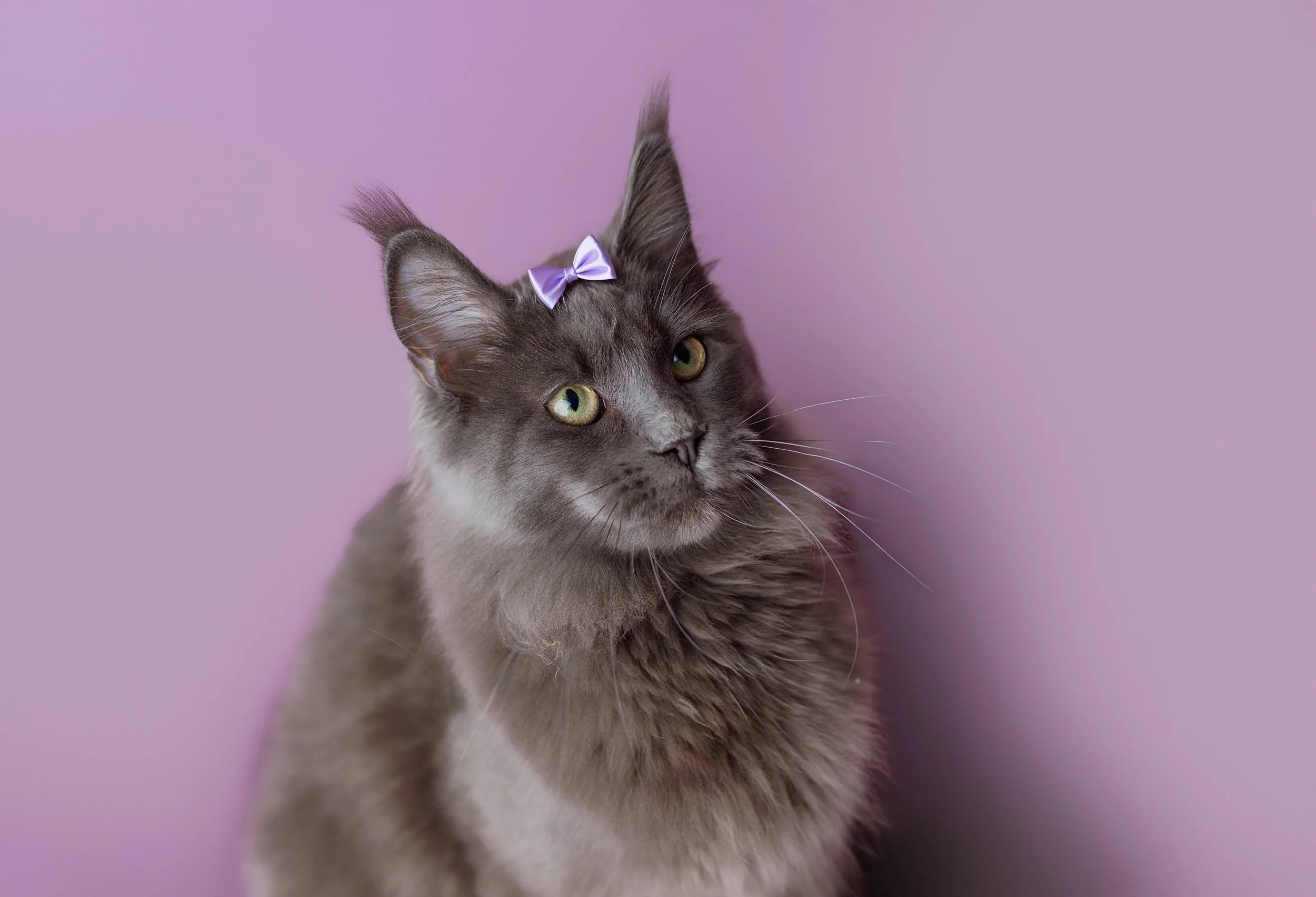 pet photography in syracuse ny