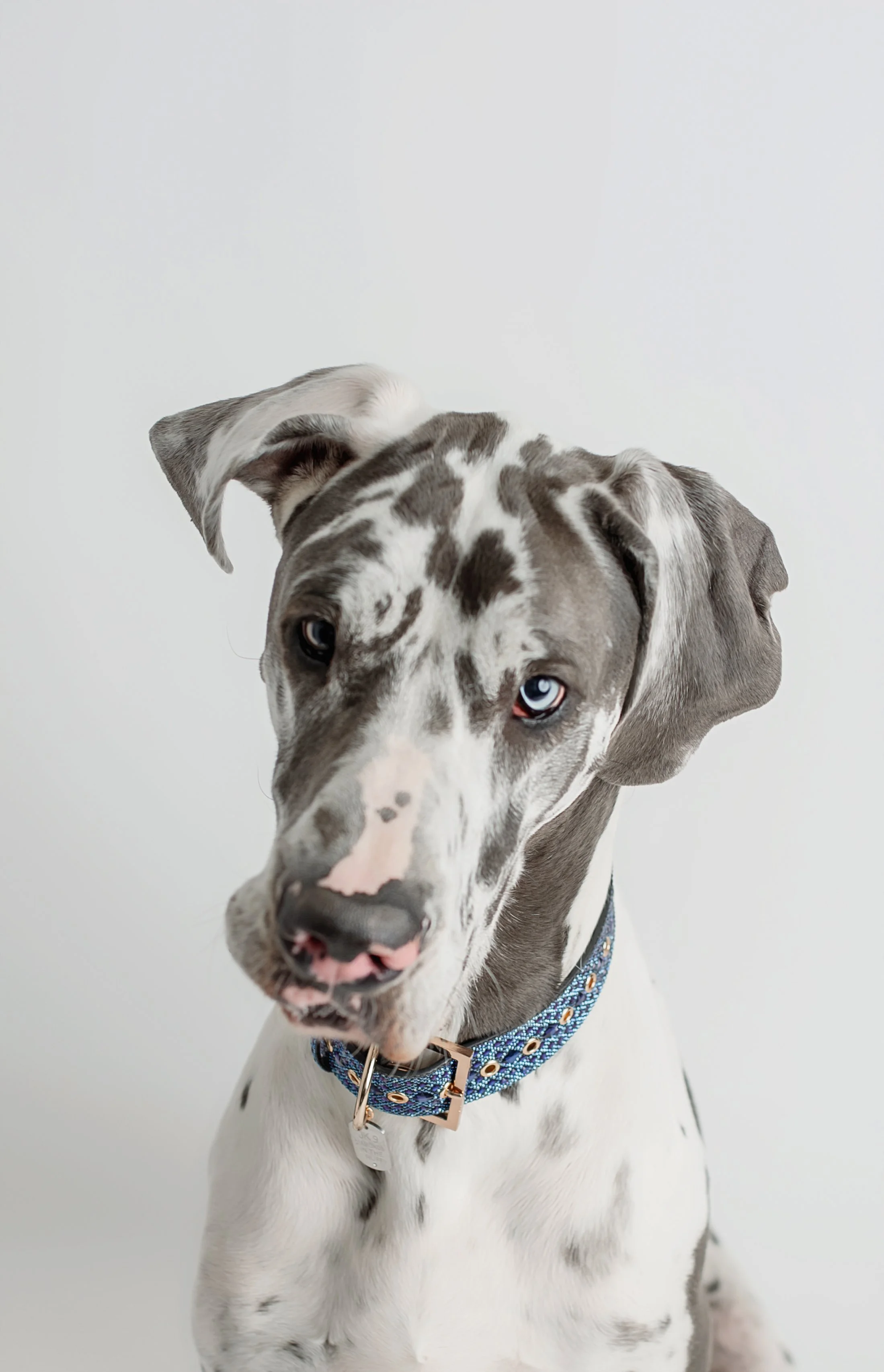 doggie photoshoot syracuse 