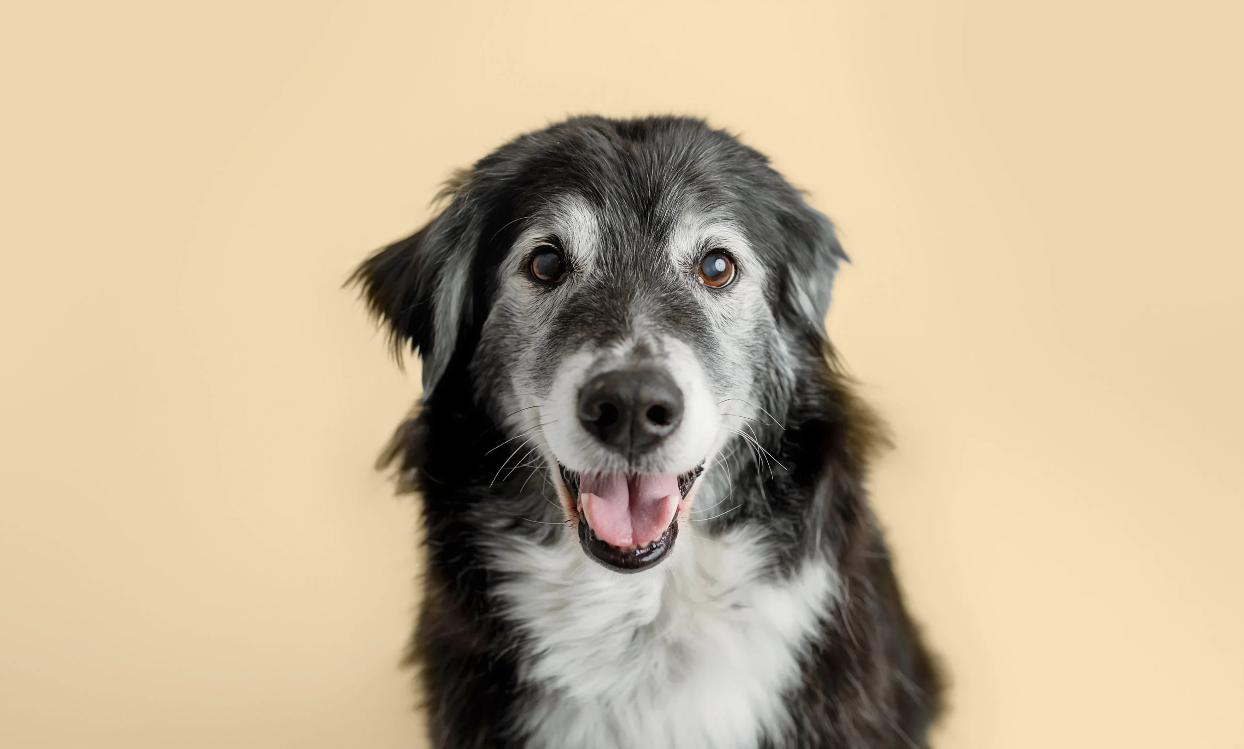 dog studio photos cny 